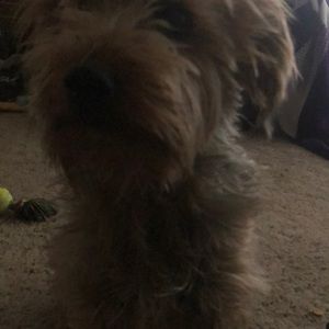 Meet your Posher, Abby